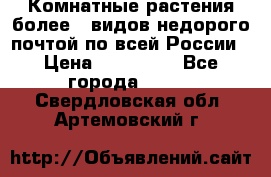 Комнатные растения более200видов недорого почтой по всей России › Цена ­ 100-500 - Все города  »    . Свердловская обл.,Артемовский г.